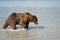 Coastal Alaska grizzly brown bear wanders along the river, fishing for salmon