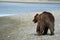 Coastal Alaska grizzly brown bear wanders along the river, looking and fishing for salmon in Katmai National Park. Close up view