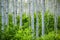 Coastal Aspen Forest in Summer