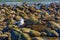 Coastal Aviators: Seagull and Other Birds amidst Beach Pebbles