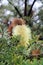 Coastal Banksia Banksia integrifolia in Bloom on Bruny Island Tasmania