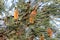 Coastal Banksia Ericifolia Flower in Bloom