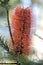 Coastal Banksia Ericifolia Flower in Bloom