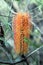 Coastal Banksia Ericifolia Flower in Bloom