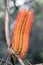 Coastal Banksia Ericifolia Flower in Bloom