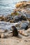 Coastal beach wildlife landscape of southern California. Sea lions lying on cliffs and looking out at the Pacific Ocean in La