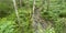 Coastal Beech Forest of Caviedes, Oyambre Natural Park, Cantabria, Spain