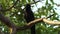 Coastal Black crow in a leafy tree, coast, India