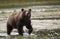 Coastal Brown Bear