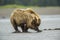 Coastal Brown Bear Clamming