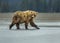Coastal Brown Bear on the Cook Inlet Shore