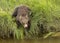 Coastal Brown Bear Cub at the Edge of a Stream