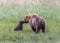 Coastal Brown Bear Cub Kissing its Mother