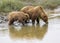 Coastal Brown Bear Cub and Sow Drinking in a Stream