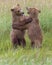 Coastal Brown Bear Cubs Play Fighting