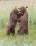 Coastal Brown Bear Cubs Playfighting