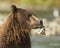 Coastal Brown Bear eating salmon