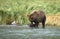 Coastal Brown Bear eating salmon