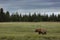 Coastal Brown Bear Standing in the Alaskan Landscape