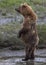 Coastal Brown Bear Standing in a Creek