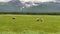 Coastal brown bears feeding on sedge grass