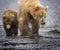 Coastal Brown Bears Lake Clark Alaska  July 2021