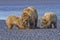 Coastal Brown Bears on the Mud Flats