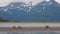 Coastal brown bears on tidal flats