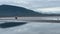 Coastal brown bears on tidal flats