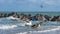 Coastal Brown Pelicans