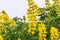 Coastal bush lupine Lupinus arboreus blooming on the Pacific Ocean coastline, California