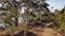 Coastal bush pathway Australia