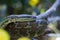 Coastal Carpet Python (Morelia spilota mcdowelli) in Australia