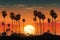 Coastal charm palm trees silhouette in the warmth of California sunset