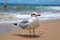 Coastal charm seagull at beach, with sea and sand serenity