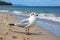 Coastal charm seagull at beach, with sea and sand serenity