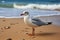 Coastal charm seagull at beach, with sea and sand serenity