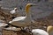 Coastal colony Australasian gannet, Morus serrator, northern island of New Zealand