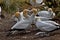 Coastal colony Australasian gannet, Morus serrator, northern island of New Zealand