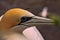Coastal colony Australasian gannet, Morus serrator, northern island of New Zealand
