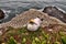 Coastal colony Australasian gannet, Morus serrator, northern island of New Zealand