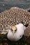 Coastal colony Australasian gannet, Morus serrator, northern island of New Zealand