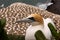 Coastal colony Australasian gannet, Morus serrator, northern island of New Zealand
