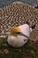 Coastal colony Australasian gannet, Morus serrator, northern island of New Zealand