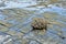 Coastal covered with oyster shells