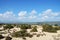 Coastal dune vegetation landscape