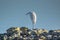 Coastal Elegance: Great Egret Birds Gliding Over Rocks and Sea