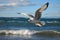 Coastal elegance Seagull soars gracefully against a vast sea backdrop