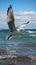 Coastal elegance Seagull soars gracefully against a vast sea backdrop