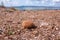 Coastal environment. Posidonia oceanica. Beached spherical egagropyl, also called sea balls, beach balls or Neptune balls